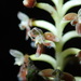 Cranichis ciliata - Photo (c) rudygelis, todos los derechos reservados
