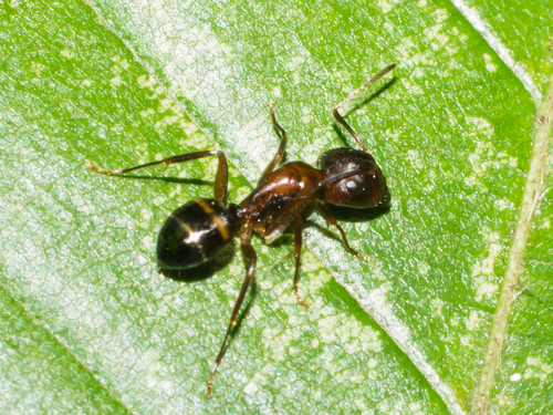 Bearded Carpenter ant