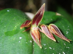Image of Pleurothallis coriacardia