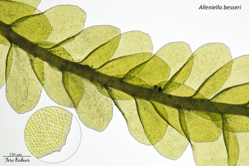 Alleniella besseri