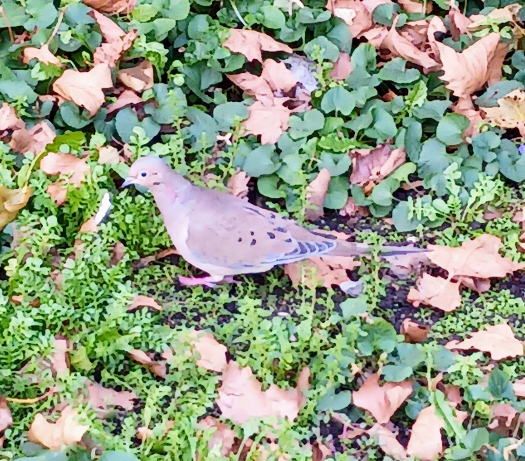 Mourning Dove from Brooklyn, NY 11212, USA on November 14, 2022 at 02