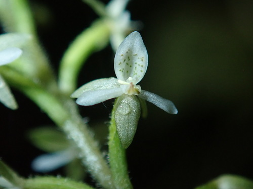 Cranichis White with tiny dotted wildflower in Ecuador.