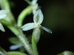 Image of Cranichis muscosa