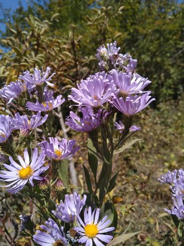 Jessica's aster (Symphyotrichum jessicae)