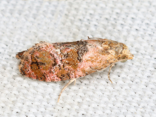 Thyraylia voxcana
