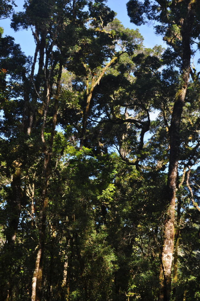 Quercus copeyensis from San José Province, Costa Rica on August 5, 2010 ...