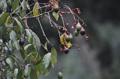 Nectandra cufodontisii image