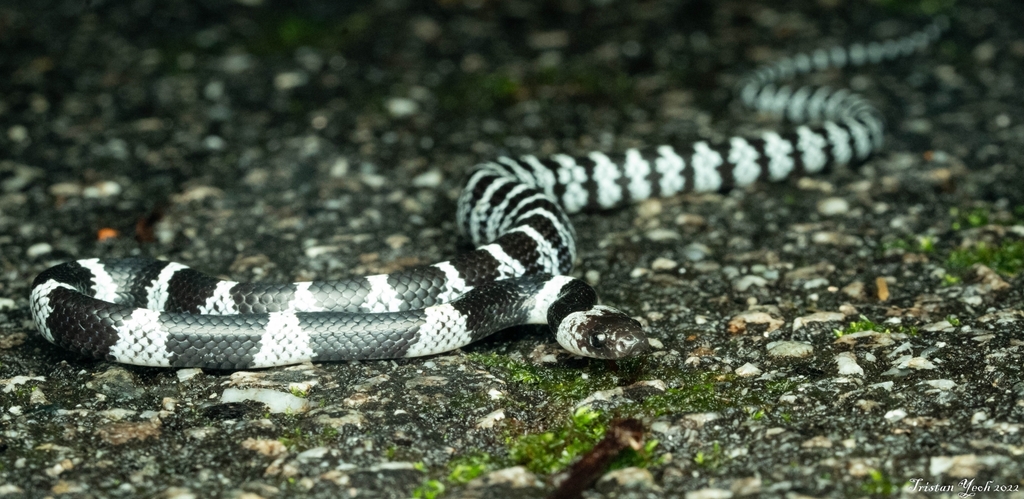 Butler's Wolf Snake from Fraser Hill (Bukit Fraser) on November 13 ...