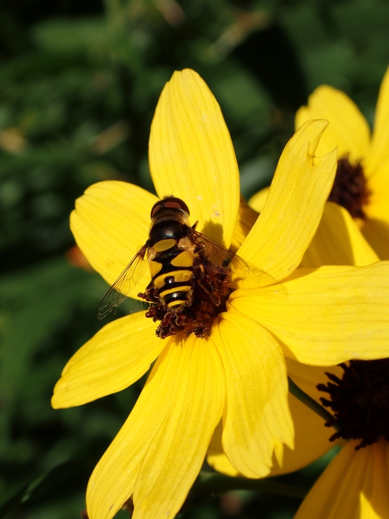 Transversebanded Flower Fly from Polkton Charter Twp, MI, USA on