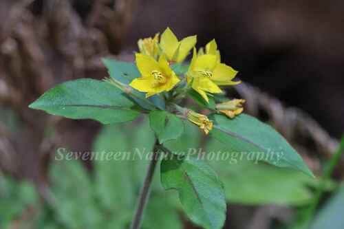 Lysimachia pseudohenryi