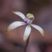 Caladenia ustulata - Photo (c) Richie Southerton, todos os direitos reservados, uploaded by Richie Southerton