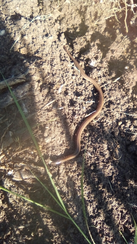 Pacific Coast Centipede Snake