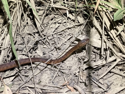 Brown Tree Snake sighting