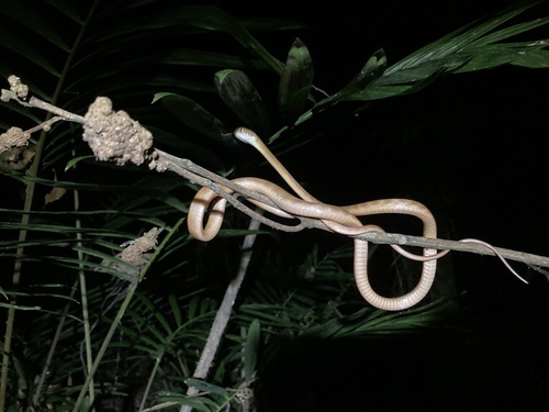 Brown Tree Snake sighting