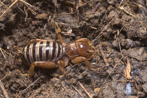 iNaturalist observation photo of North American Jerusalem Crickets