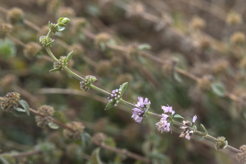iNaturalist observation photo of Pennyroyal