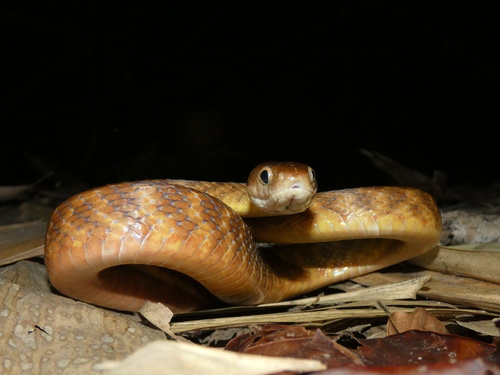 Brown Tree Snake sighting