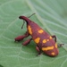 Lixus germari - Photo 由 Barbara Moreno Martinez 所上傳的 (c) Barbara Moreno Martinez，保留所有權利