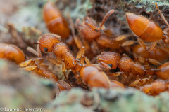 Image of Acanthoponera minor