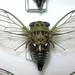 Eastern Scissors Grinder Cicada - Photo (c) William (Bill) Reynolds, all rights reserved, uploaded by William (Bill) Reynolds