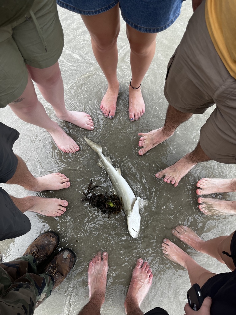 Sicklefin Lemon Shark from South Pacific Ocean, Cape Tribulation, QLD
