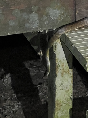 Brown Tree Snake sighting