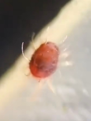 Scabies Mite