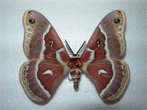 Hyalophora mexicana