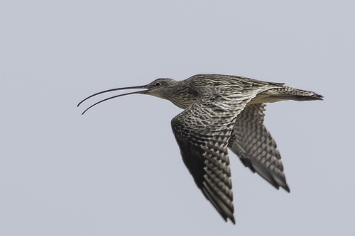 Far Eastern Curlew