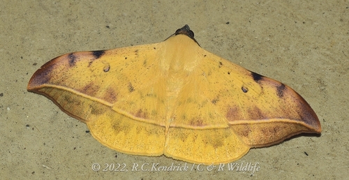 Hamodes propitia (Guérin-Méneville, 1832)