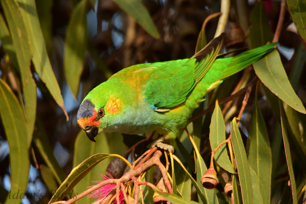 Purple-crowned Lorikeet photo