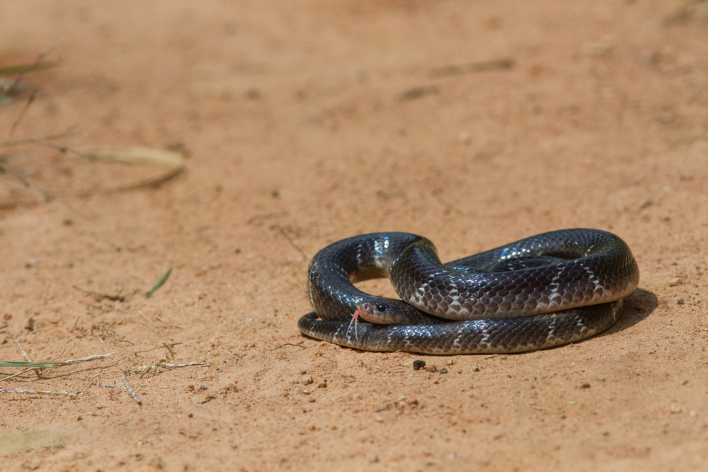 Common Krait Meaning In Tamil