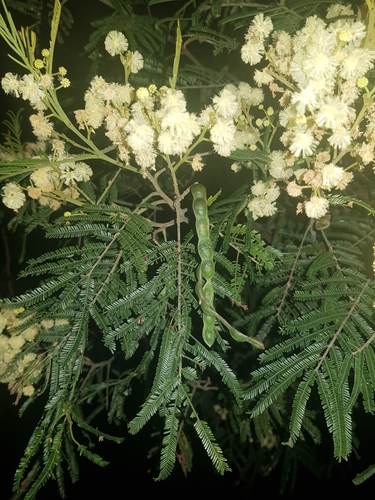 black wattle