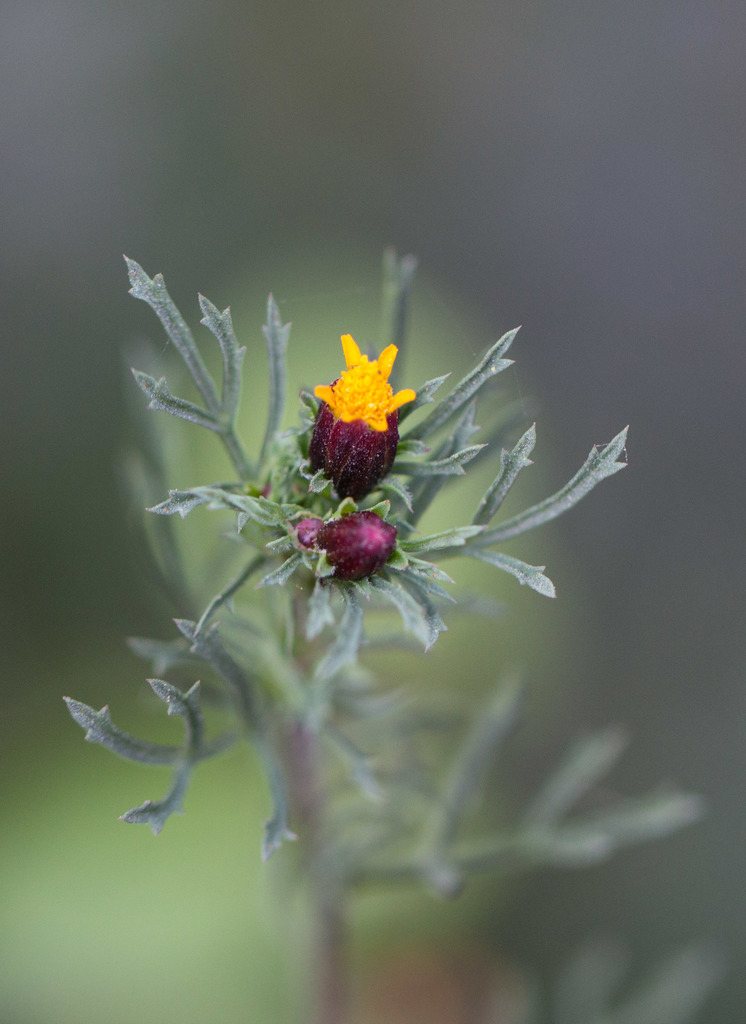 Fetid marigold from Mexico DF on December 9, 2012 by Anne. Dogweed ...