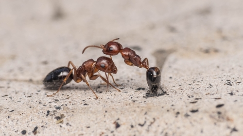 Camponotus nirvanaeCamponotus nirvanae