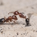 Camponotus nirvanae - Photo (c) awayk3n, all rights reserved, uploaded by awayk3n