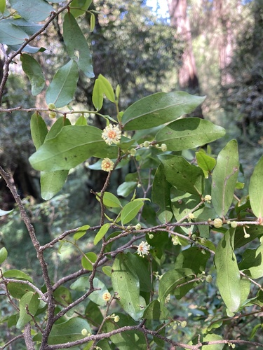 Dovyalis verrucosa