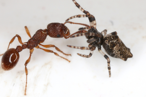 Oculate Garbage-line Web Spider
