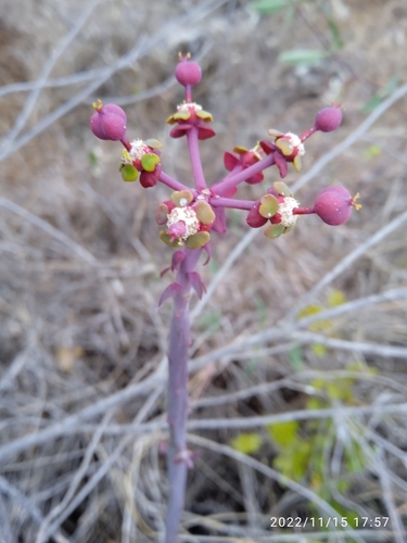 Pencil plant (Euphorbia gossypina)