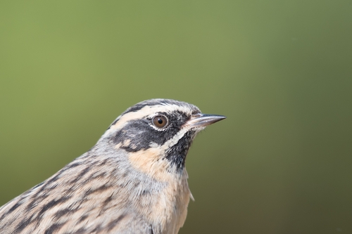 Black-throated Accentor
