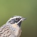 Black-throated Accentor - Photo (c) Juugee Nergui, all rights reserved, uploaded by Juugee Nergui