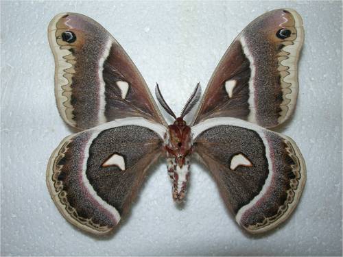 Hyalophora mexicana