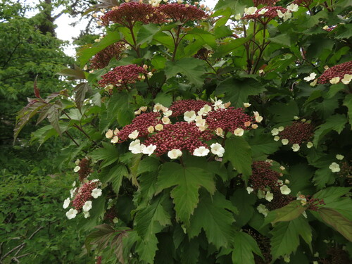 Asian Guelder Rose