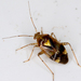 Three Spotted Nettle Bug - Photo (c) gernotkunz, all rights reserved, uploaded by gernotkunz