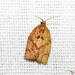 Summer Fruit Tortrix - Photo (c) Sergey D, all rights reserved, uploaded by Sergey D