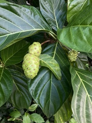 Morinda citrifolia image