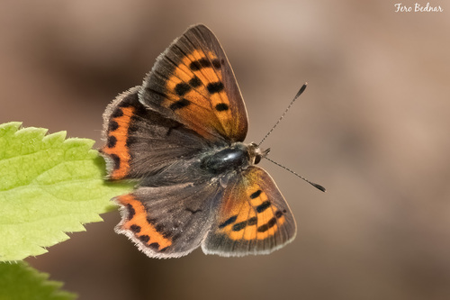 Lycaena phlaeas