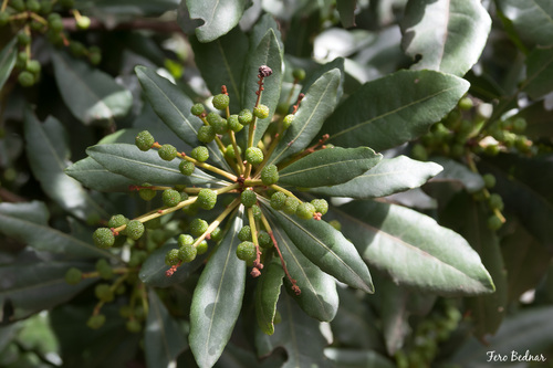 faya bayberry