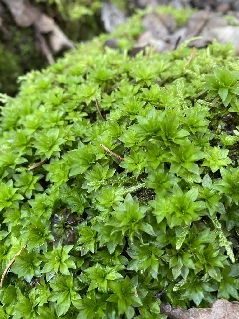 Rhodobryum roseum (Rhodobryum roseum)