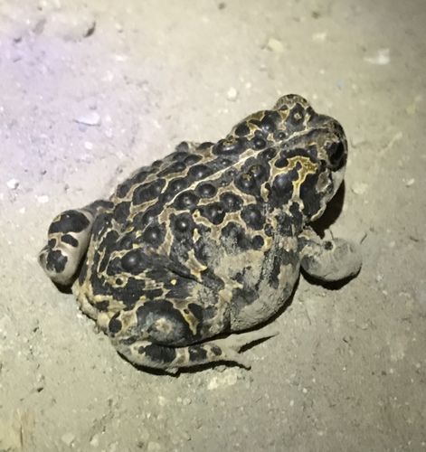 iNaturalist observation photo of Yosemite Toad